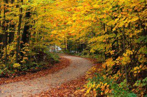 walk-in-woods