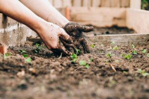starting from seed