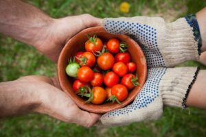 harvesting your garden