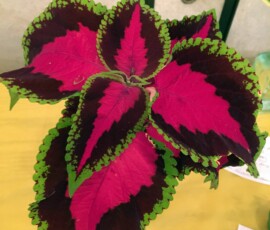 coleus