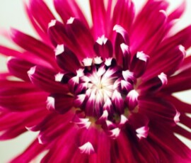 dahlia_tipped_IMG_5966_resized