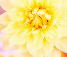 dahlia_yellow_IMG_5964_resized
