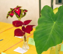 foliage_5950