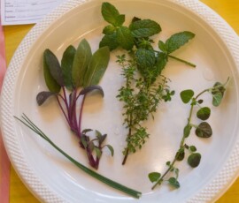 herbs_IMG_5968
