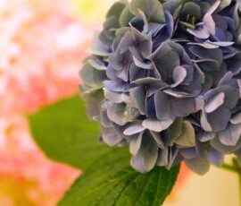 hydrangea_IMG_5954_resized
