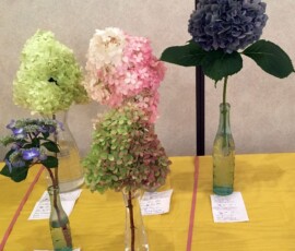 hydrangeas_group_IMG_2919