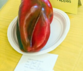 pepper_resized
